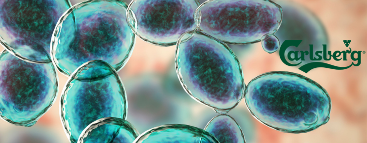 Saccharomyces Carlsbergensis